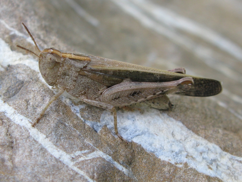 Acrididae da determinare